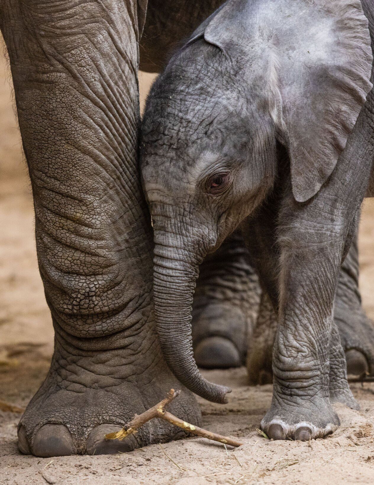 021522-owh-new-elephants-pic-cm009.jpg